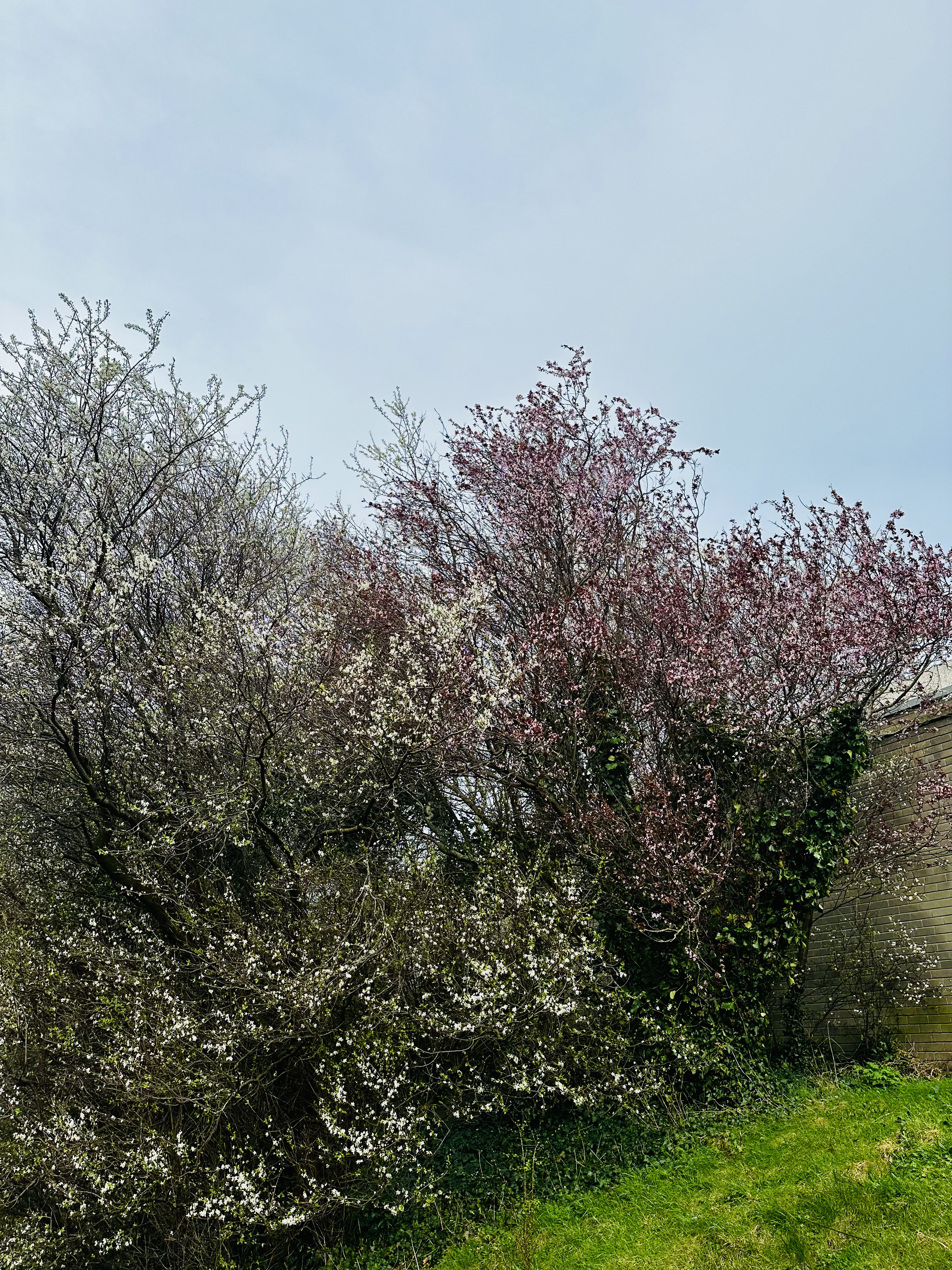 Spring blossoms asserting themselves.