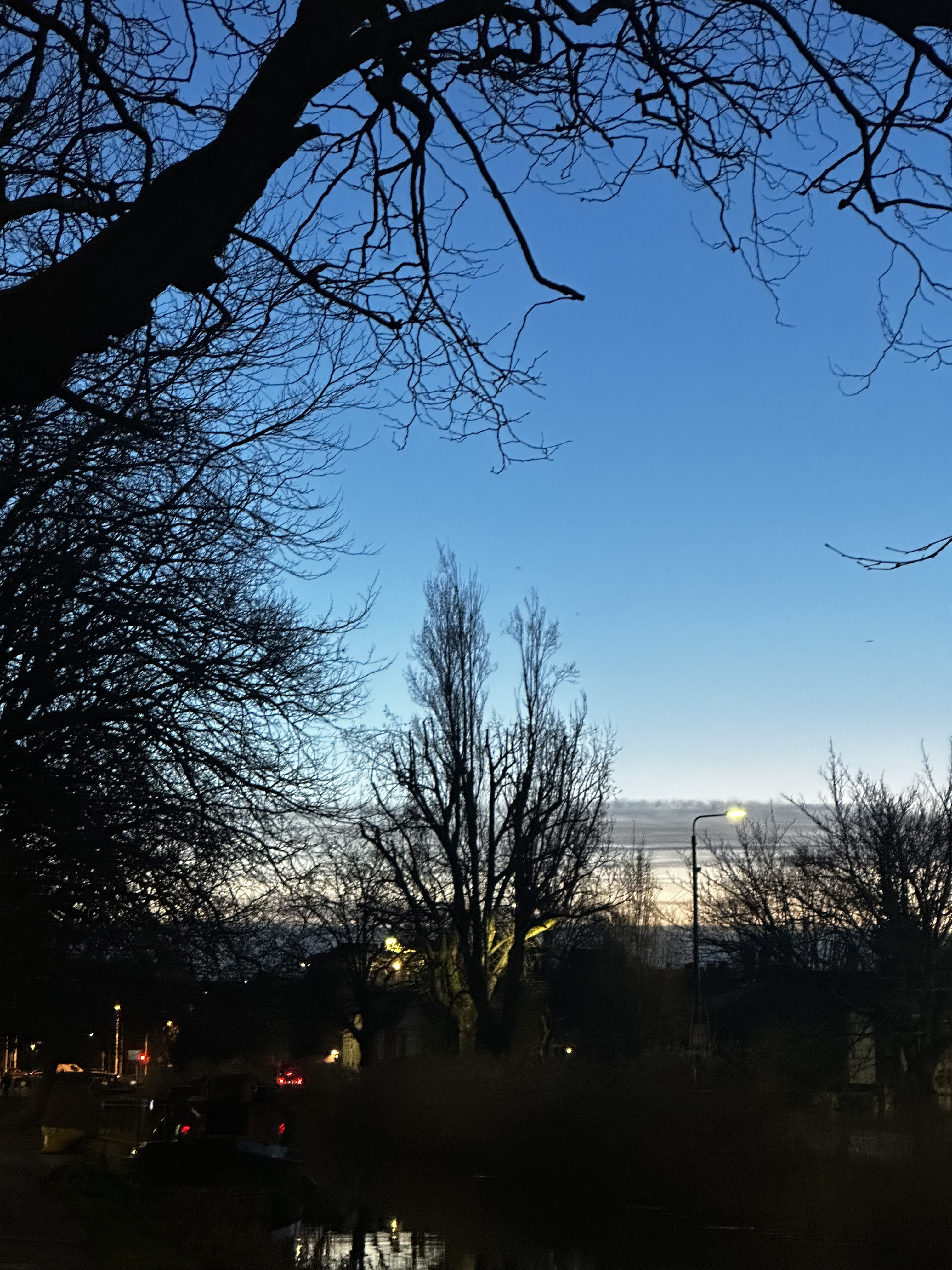 Pre-dawn. Trees as silhouettes.
